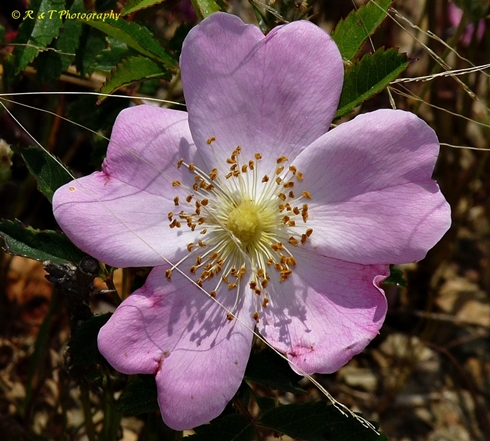 {Rosa carolina}